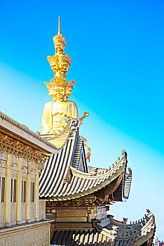 bach kim soi cau