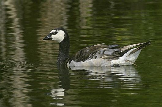 cau gio vang
