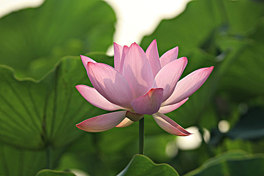 cầu lô miễn phí