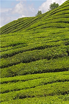 trực tiếp xổ số đồng nai