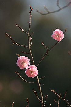 xổ số đại phát