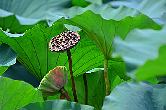 rong bạch kim 88