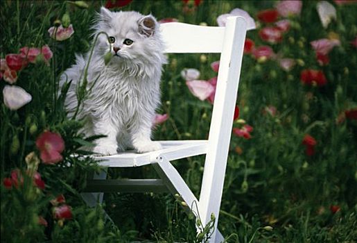 bạch thủ xổ số miền bắc
