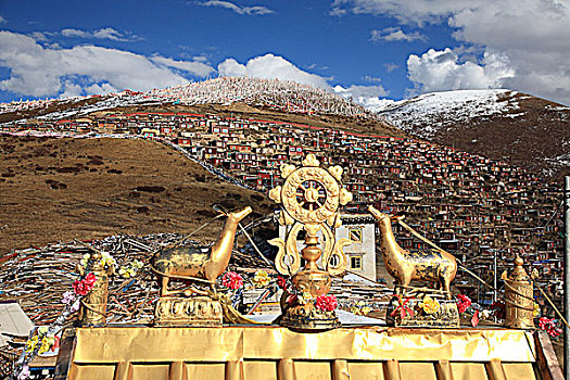 soi cau bach rong kim