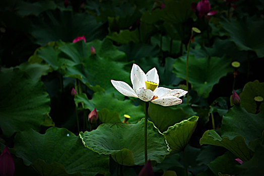 giỏ đựng gà đá