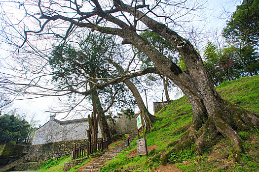 soi cau lo bach thu khung 3 ngay