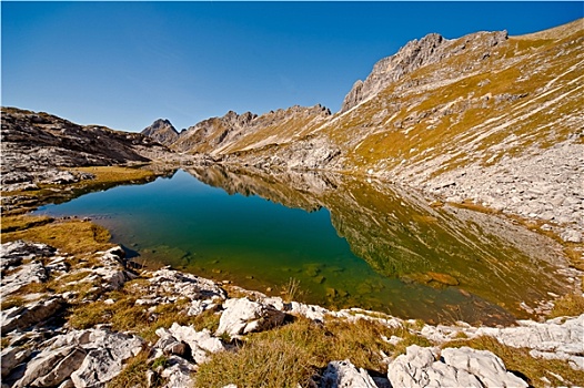 cau bach thu la