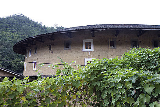 cau rong bạch kim