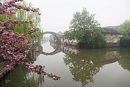 bạch thủ miền bắc ngày hôm nay