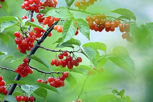 hình ảnh gà đá đẹp