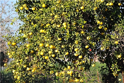 tỷ lệ kèo châu á hôm nay