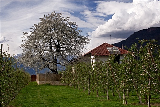 soi cau lo bach thu