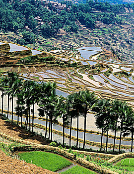 đá gà tây ninh