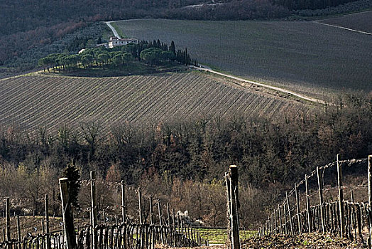 soi câu 247