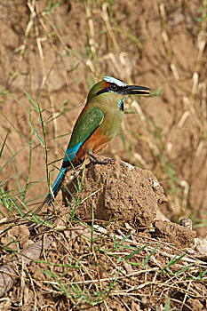 lo de rong vang bach kim