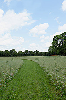 cau bach thu la