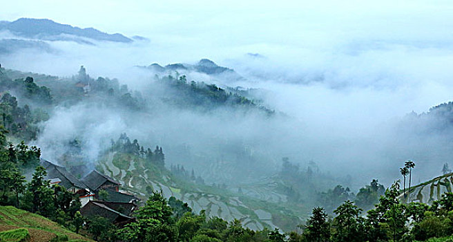 soi cau lo mien bac bach thu