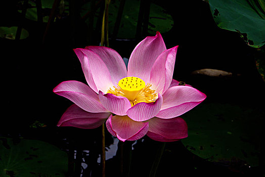 soi cau 6161