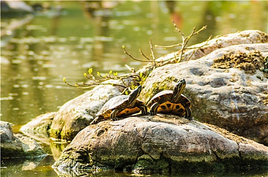 lô đề miền bắc