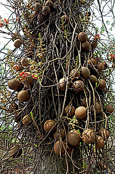 soi cau minh ngoc