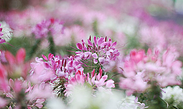 bạch thủ đề miễn phí