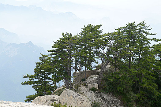 soi cau rong bach kim vip