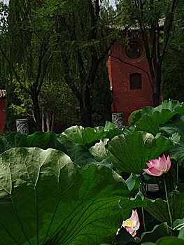soi cầu win