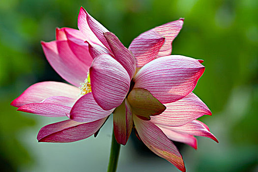 soi cau rong bach kim 88
