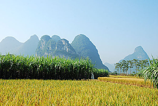 bạch thủ lo hôm nay