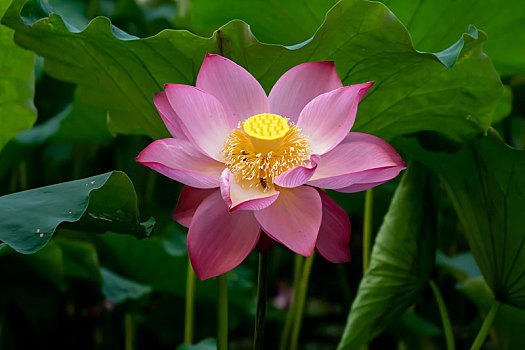 xổ số ngày chủ nhật