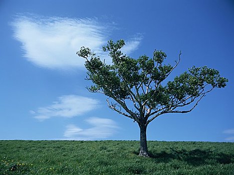 du doan so mien nam