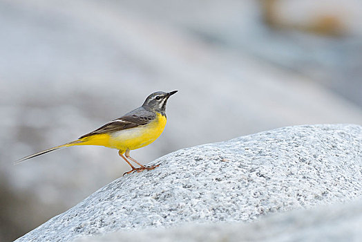 xổ số gì