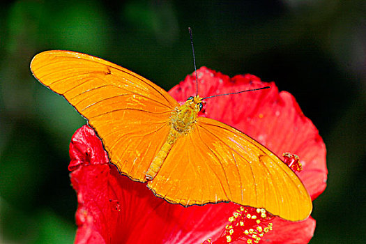 soi cầu pascal