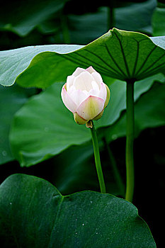 xsmb chu nhật