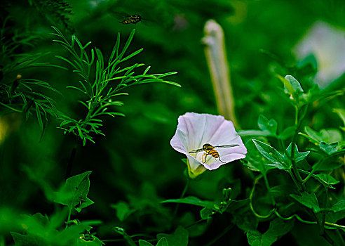 soi cầu xổ số phú yên