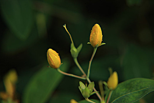 soi cầu 99