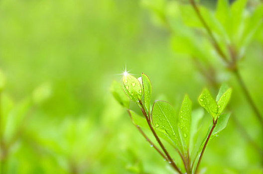 xổ số hôm