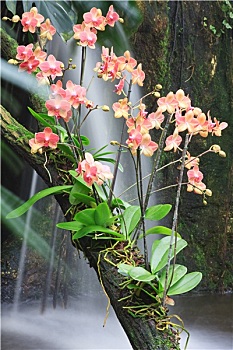 soi cau lo de bach thu