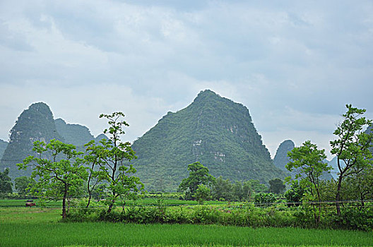 soi cau bach thu mien bac hom nay