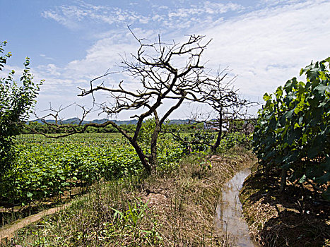 chỉ cách đánh đề