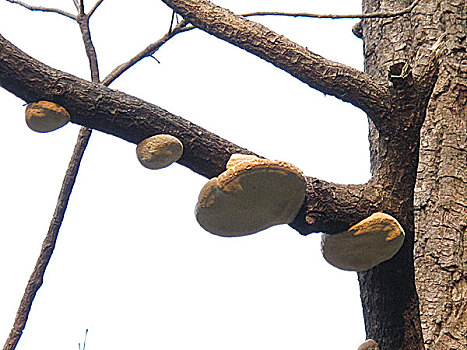 soi cầu rong bạch kim