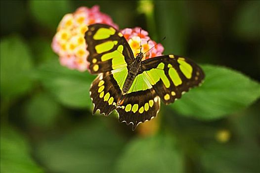 xo so miền bắc