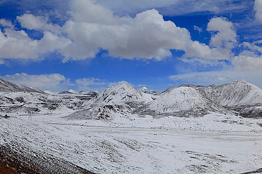 rong bach kim