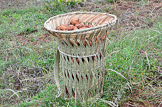 soi cau ba mien
