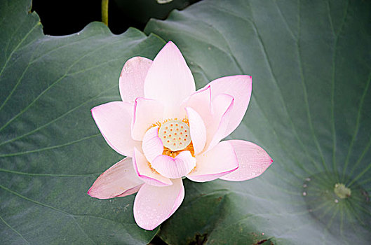 soi cau xien 2 mien phi