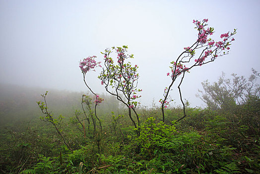 dạy cách đánh đề