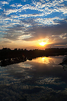 soi cau thu