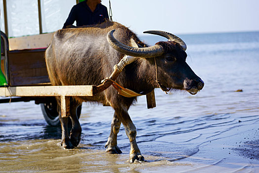 xo so miền bắc