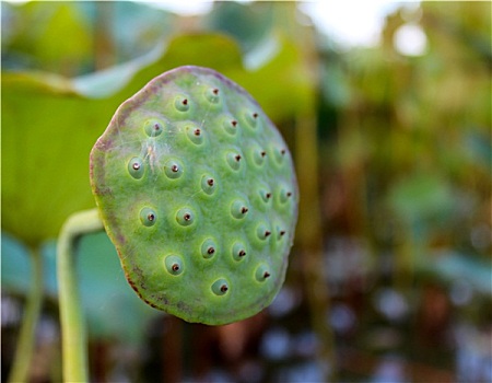 tỷ lệ ăn 3 càng