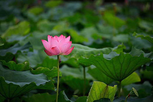minh ngoc mn